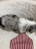 Crunch, a male Miniature Aussiedoodle for sale in Clarksville, TX – 4 of 4