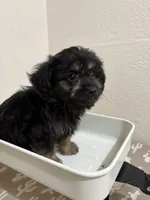 Rolo  (Toy Aussiedoodle), a male Poodle - Toy  and Toy Australian Shepherd for sale in Clarksville, TX – 2 of 8