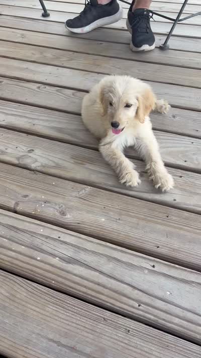 Dolly P (F1B Medium), a female Goldendoodle for sale in Clarksville, TX – 3 of 6