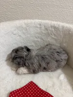 Snickers, a male Miniature Aussiedoodle for sale in Clarksville, TX – 3 of 4