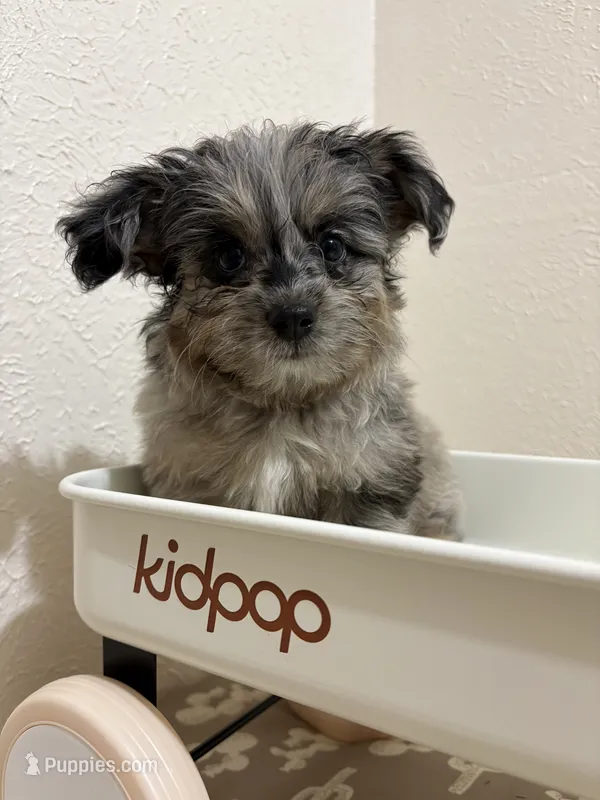 Kit Kat – Miniature Aussiedoodle puppy for sale in Clarksville, TX