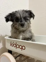 Kit Kat  (Toy Aussiedoodle), a male Poodle - Toy  and Toy Australian Shepherd for sale in Clarksville, TX – 1 of 8