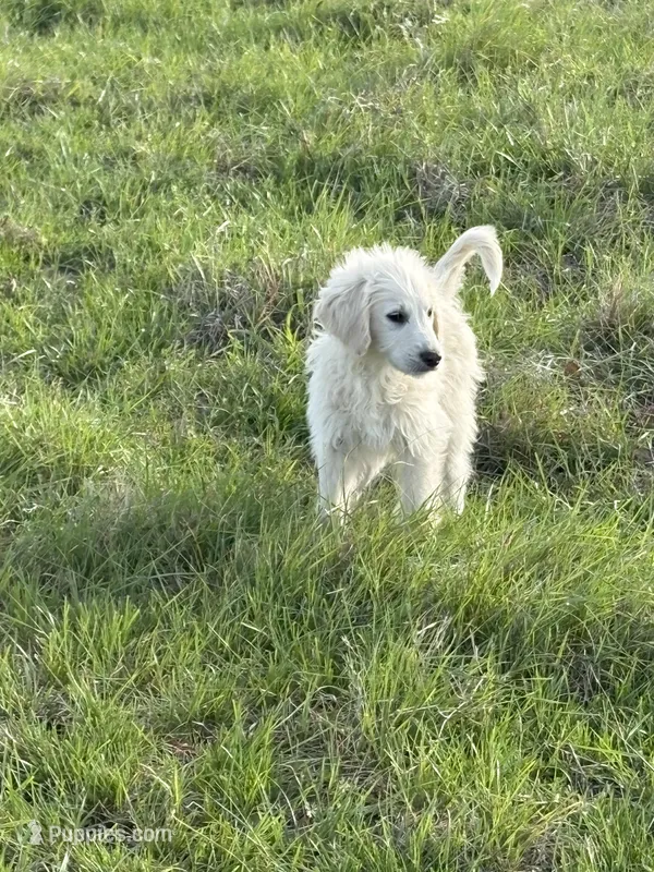 Bean – Goldendoodle puppy for sale in Clarksville, TX