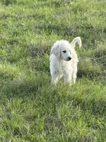Bean, a male Goldendoodle for sale in Clarksville, TX – Photo 1 of 7