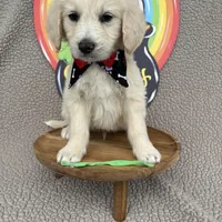 Bean, a male Goldendoodle for sale in Clarksville, TX – Photo 6 of 8