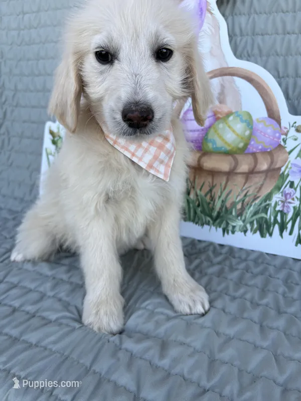 Bean – Goldendoodle puppy for sale in Clarksville, TX