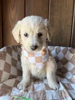 Bean, a male Goldendoodle for sale in Clarksville, TX – Photo 5 of 5