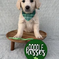 Bean, a male Goldendoodle for sale in Clarksville, TX – Photo 7 of 8
