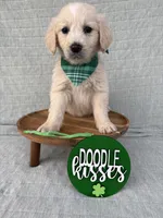 Bean, a male Goldendoodle for sale in Clarksville, TX – Photo 1 of 5