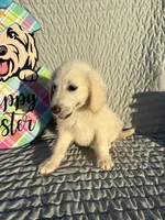 Bean, a male Goldendoodle for sale in Clarksville, TX – Photo 2 of 8