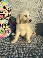 Bean, a male Goldendoodle for sale in Clarksville, TX – Photo 3 of 8