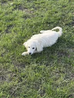 Bean, a male Goldendoodle for sale in Clarksville, TX – Photo 2 of 7