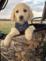 Bean, a male Goldendoodle for sale in Clarksville, TX – Photo 5 of 8