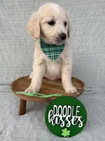 Bean, a male Goldendoodle for sale in Clarksville, TX – Photo 3 of 5