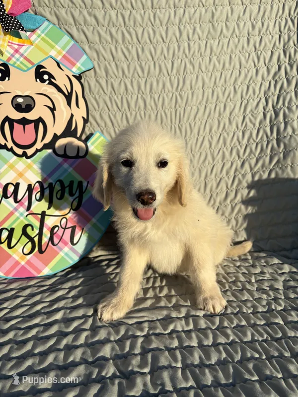 Bean – Goldendoodle puppy for sale in Clarksville, TX