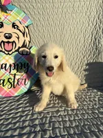 Bean, a male Goldendoodle for sale in Clarksville, TX – Photo 1 of 8