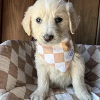 Bean, a male Goldendoodle for sale in Clarksville, TX – Photo 8 of 8