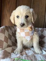 Bean, a male Goldendoodle for sale in Clarksville, TX – Photo 4 of 5