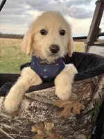 Bean, a male Goldendoodle for sale in Clarksville, TX – Photo 4 of 8