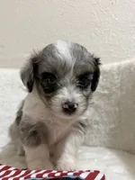 Crunch, a male Miniature Aussiedoodle for sale in Clarksville, TX – 2 of 4