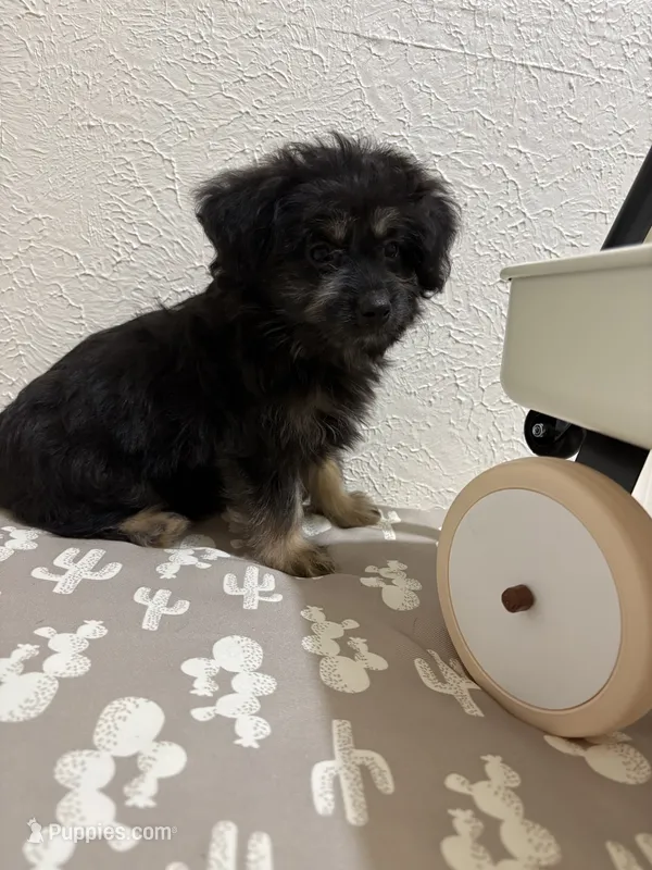 Rolo  (Toy Aussiedoodle) – Poodle - Toy , Toy Australian Shepherd puppy for sale in Clarksville, TX