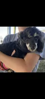 Rolo  (Toy Aussiedoodle), a male Poodle - Toy  and Toy Australian Shepherd for sale in Clarksville, TX – 8 of 8