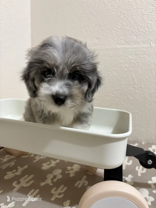 Snickers – Miniature Aussiedoodle puppy for sale in Clarksville, TX
