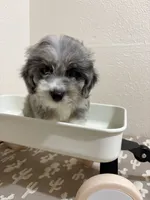 Snickers (Toy Aussiedoodle), a male Poodle - Toy  and Toy Australian Shepherd for sale in Clarksville, TX – 1 of 10