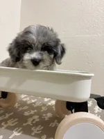 Snickers (Toy Aussiedoodle), a male Poodle - Toy  and Toy Australian Shepherd for sale in Clarksville, TX – 2 of 10