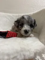 Snickers, a male Miniature Aussiedoodle for sale in Clarksville, TX – 4 of 4