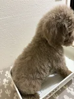 Ozzy (F1B Medium), a male Goldendoodle for sale in Clarksville, TX – 3 of 3