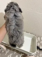 Snickers (Toy Aussiedoodle), a male Poodle - Toy  and Toy Australian Shepherd for sale in Clarksville, TX – 4 of 10