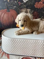 Trick (F1B Medium), a female Goldendoodle for sale in Clarksville, TX – 3 of 5