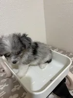 Crunch (Toy Aussiedoodle), a male Poodle - Toy  and Toy Australian Shepherd for sale in Clarksville, TX – 5 of 10