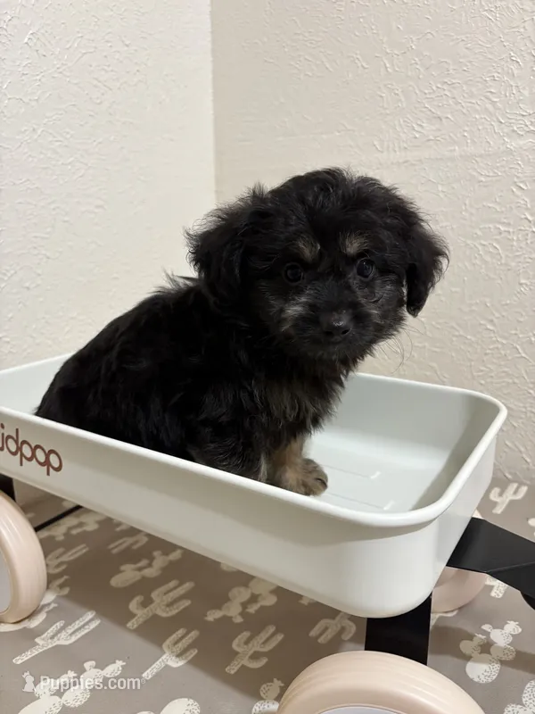 Rolo – Miniature Aussiedoodle puppy for sale in Clarksville, TX