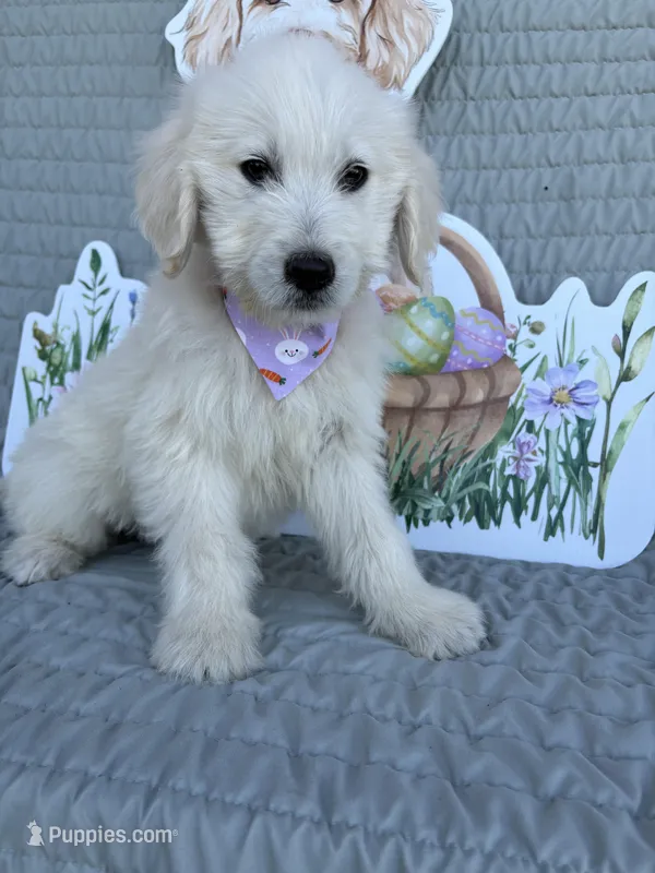Espresso   – Goldendoodle puppy for sale in Clarksville, TX