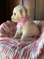 Espresso  , a female Goldendoodle for sale in Clarksville, TX – Photo 3 of 3