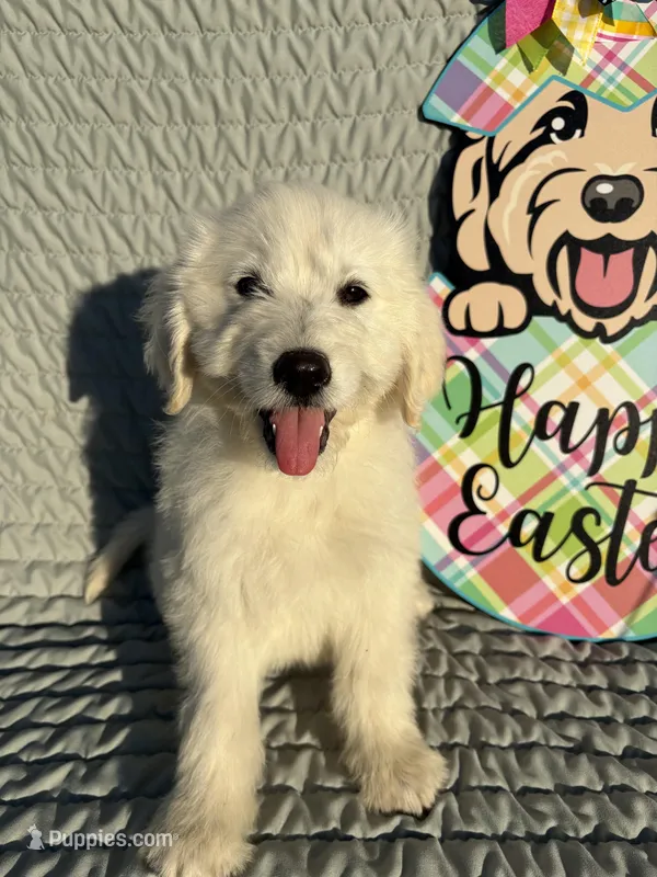 Espresso   – Goldendoodle puppy for sale in Clarksville, TX