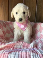 Espresso  , a female Goldendoodle for sale in Clarksville, TX – Photo 1 of 3