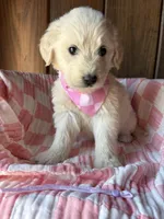 Espresso  , a female Goldendoodle for sale in Clarksville, TX – Photo 2 of 3