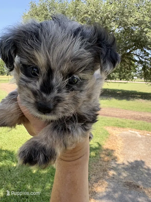 Kit Kat – Miniature Aussiedoodle puppy for sale in Clarksville, TX