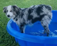 Rolo  (Toy Aussiedoodle), a male Poodle - Toy  and Toy Australian Shepherd for sale in Clarksville, TX – 7 of 8