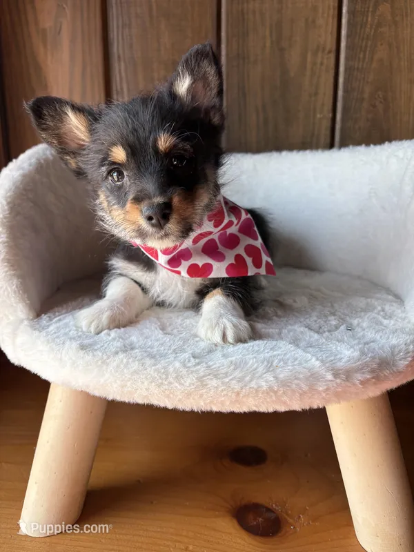 Ike    (F1Toy Corgipoo)