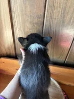 Ike    (F1Toy Corgipoo), a male Pembroke Welsh Corgi and Poodle - Toy  for sale in Clarksville, TX – Photo 4 of 6