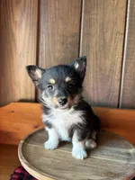 Ike    (F1Toy Corgipoo), a male Pembroke Welsh Corgi and Poodle - Toy  for sale in Clarksville, TX – Photo 2 of 6