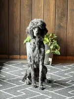 Dolly P (F1B Medium), a female Goldendoodle for sale in Clarksville, TX – 4 of 6