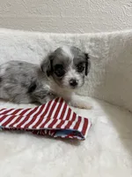 Crunch, a male Miniature Aussiedoodle for sale in Clarksville, TX – 3 of 4