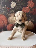 Hocus Pocus (F1B Medium), a female Goldendoodle for sale in Clarksville, TX – 2 of 4