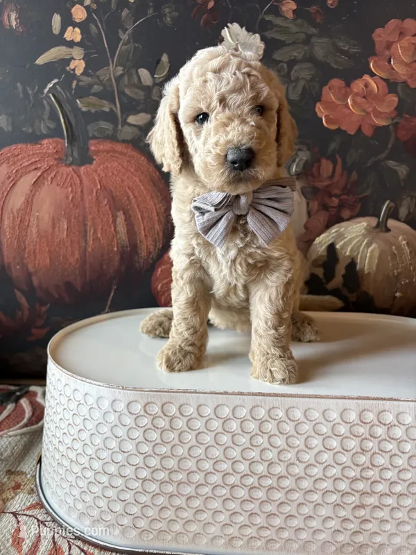 Treat (F1B Meduim) – Goldendoodle puppy for sale in Clarksville, TX