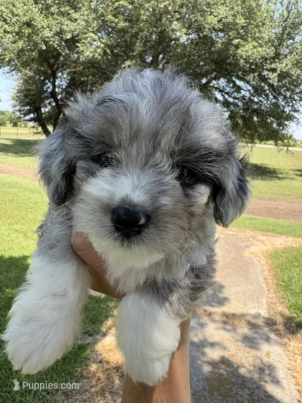 Snickers – Miniature Aussiedoodle puppy for sale in Clarksville, TX